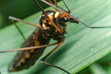 Macro di una zanzara