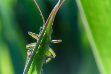 Macro di una cavalletta verde su di un filo d'erba