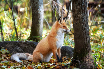 The fox sits among trees and stones and looks into the distance