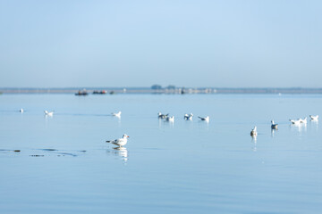 Beautiful morning landscape on water mirror surface river with many a large genus of gulls larus. Relax nature background.