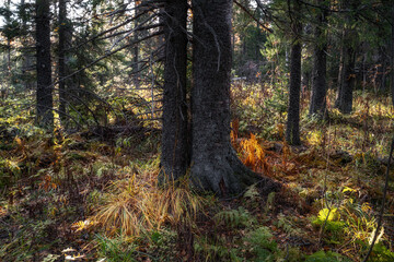 Obraz premium Coniferous trees in the autumn forest under the light of the rising sun