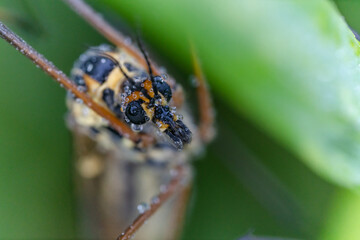 Macro di una zanzara all'alba