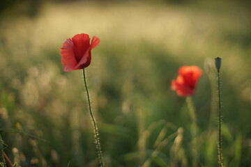 Red poppies grow in lush green grass field.