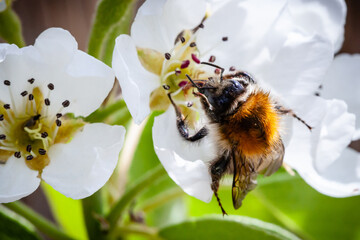 bumble bee in search of nectar on pear blossom
