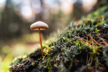 Small and tiny inedible mushroom growing on moss
