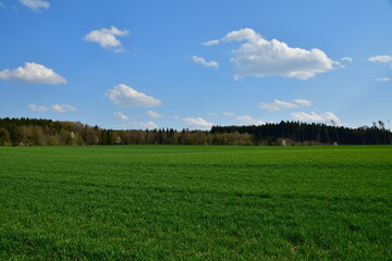 Wiese am Waldrand mit blauem Himmel