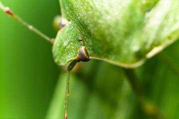 Macro di una cimice in mezza all'erba