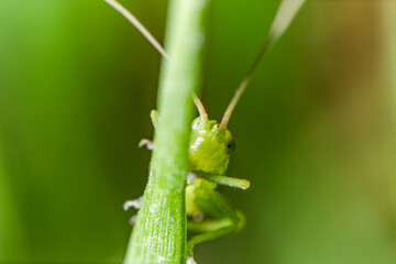 Macro di una cavalletta verde su di un filo d'erba