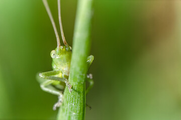Macro di una cavalletta verde su di un filo d'erba