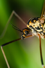 Macro di una zanzara