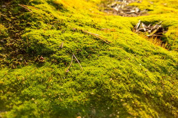 View of a beautiful young green moss in the forest.