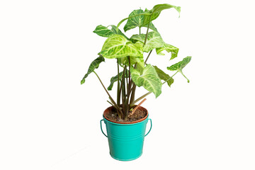 Beautiful plant with big leaf on the blue potted isolated on white background. Close up 