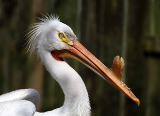 Headshot of American white pelican with mating bill.
