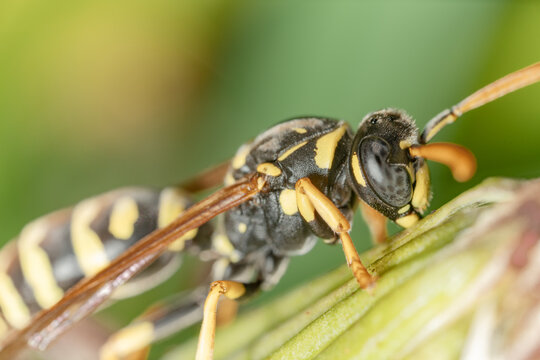 Macro di una vespa