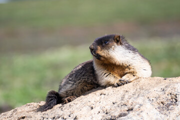 Naklejka na ściany i meble Kamchatka black-capped marmot lies on a stone