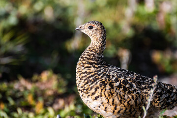 Beautiful female partridge basking in the sun