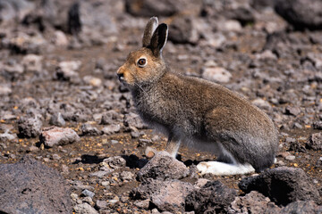 Brown hare sits among stones and looks at the camera