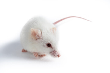 Portrait of a little white rat on an isolated background
