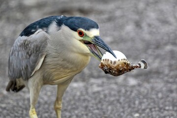 A red eyed Black-crowned night heron holding a blowfish in it's beak. Nycticorax nycticorax.