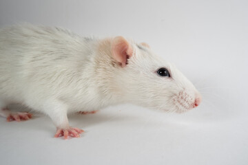 An adult rat crawls on a white canvas