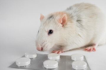 Lab rat sits next to blister-packed pills