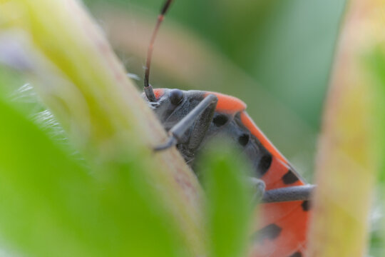 Ritratto di una cimice rosso nera