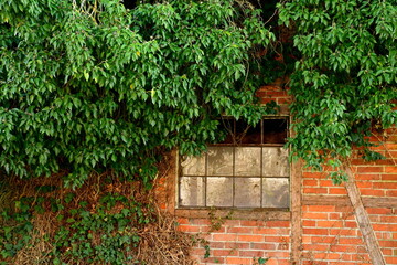 Fototapeta na wymiar Ein altes Scheunenfenster bewachsen mit Pflanzen