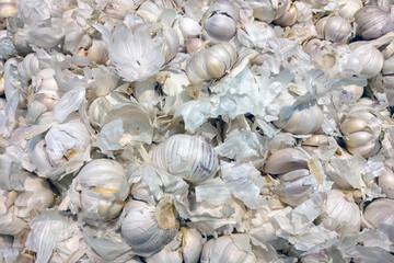 Top view of the garlic. Background, texture. Used in folk medicine, food.