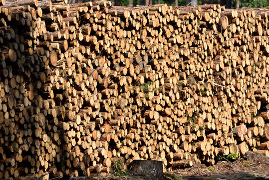 Wood Piles Stacked On The Road Waiting For Export