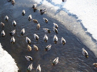 Fototapeta premium Ducks in water top view. Ducks top view scene. Sucks swim in water top view
