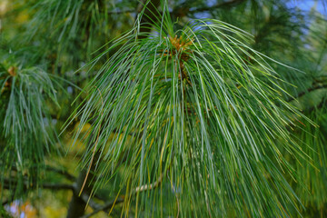 close up of pine needles across green nature. Natural background. Christmas symbol