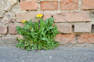 Löwenzahn wächst an einer Mauer