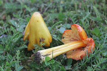 Hygrocybe acutoconica, also called Hygrocybe persistens, commonly known as Persistent Waxcap, wild...