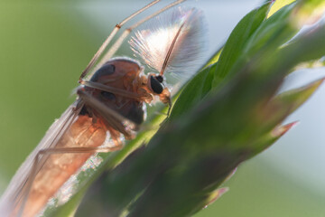 Macro di una zanzara