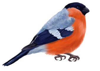 Digital set with colorful bullfinch forest bird. White background