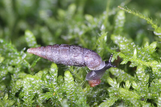 Clausilia bidentata, the two-toothed door snail