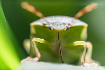 Macro di una cimice in mezza all'erba