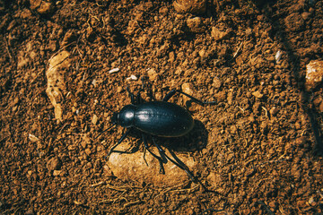 a black beetle on the ground of a field