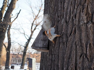 cute little red squirrel sitting on tree trunk in winter forest, seeks for quick meal