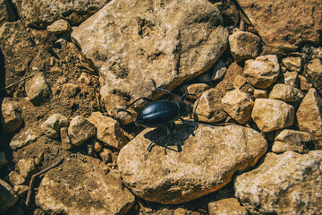a black beetle on the ground of a field