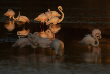Greater Flamingos in the morning at Tubli bay, Bahrain