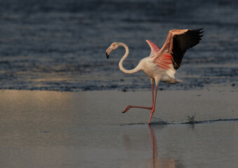 Greater Flamingo landing at Tubli bay in the morning, Bahrain