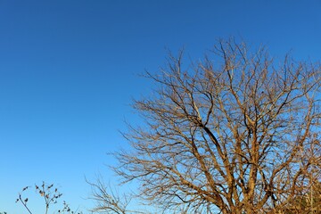 冬の空　落葉樹　風景