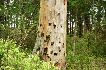 Sterbender Baum im Sumpf mit Käferlöchern