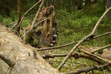 Sterbender Baumstamm mit Baumpilzen