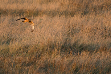 Hen Harrier - Kornweihe - Circus cyaneus, Germany (Niedersachsen), 1st cy