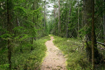 Waldweg in einem schönen Wald
