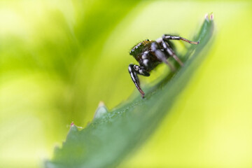 Macro di un piccolo ragno sulla punta di una foglia