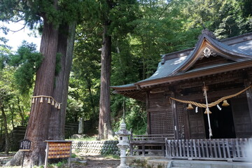Fototapeta premium Pavilion and sacred tree of Hiejinja Shrine in Shizuoka prefecture, Japan - 日枝神社の境内 静岡県 伊豆市 修善寺 
