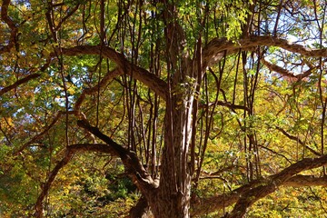 Fototapeta premium シマサルスベリ 砧公園 横に広がる枝から、上にまっすぐ伸びる枝が生えている。沖縄に生育するが、そういえば、カジュマルを彷彿とさせるかもしれない。